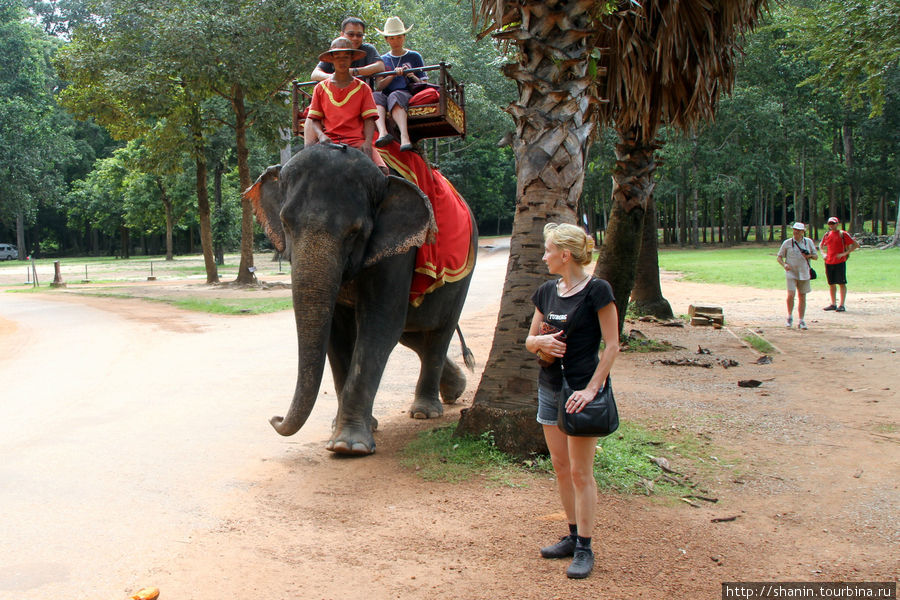 Туристов катают на слонах у храма Байон Ангкор (столица государства кхмеров), Камбоджа