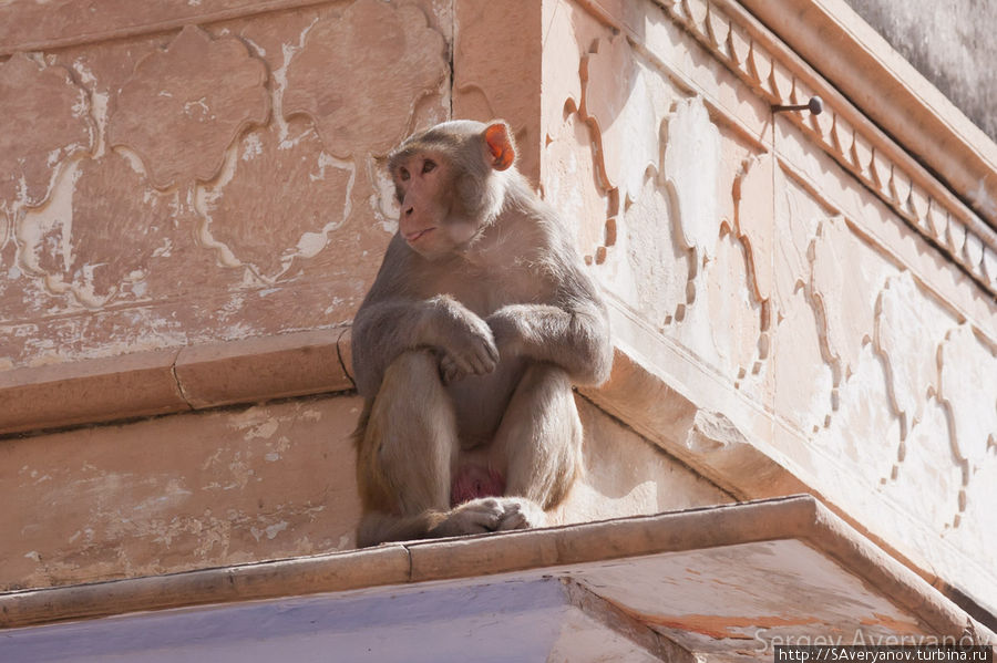 В храмах обитает множество обезьян, зачастую они промышляют воровством блестящих предметов у туристов Вриндаван, Индия