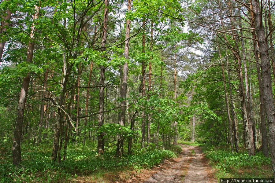 лес продолжался и тропа уходила все дальше и дальше... Орловское Полесье Национальный Парк, Россия