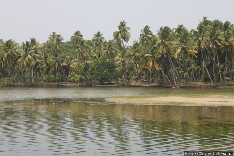 Кокосовые пальмы Варкала, Индия