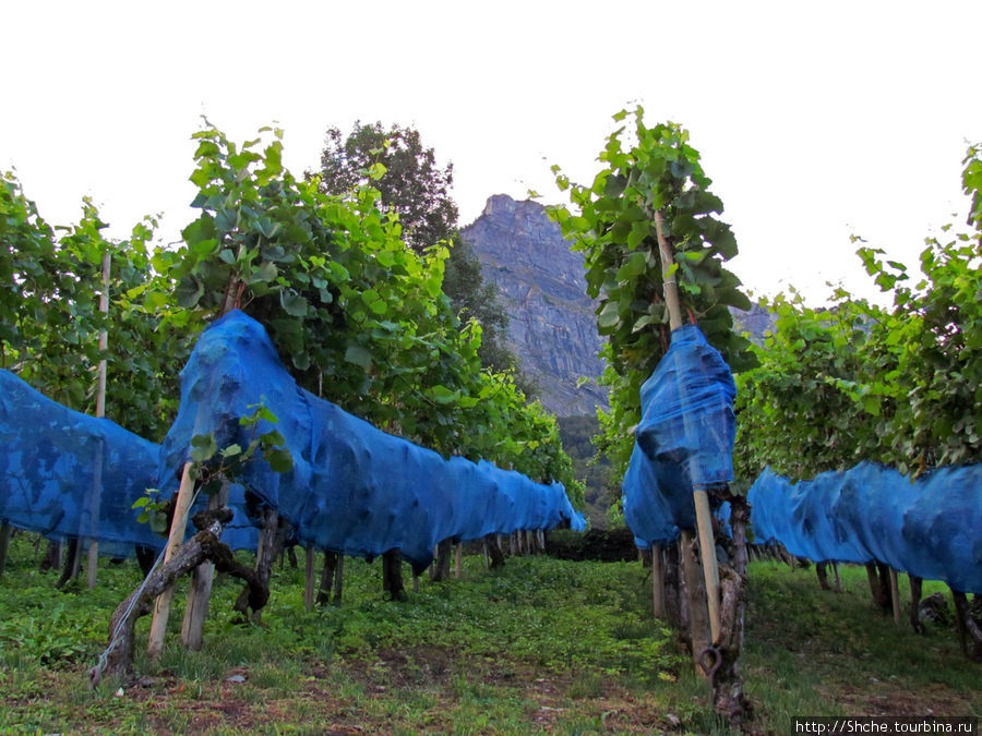 собственные виноградники Зарганс, Швейцария