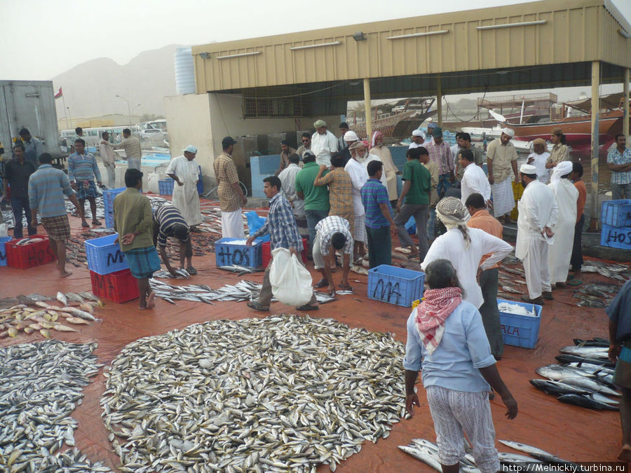 Рыбный рынок в порту Аль-Мина Регион Мусандам, Оман