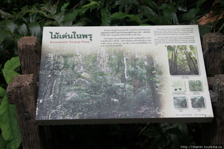 Тропа Конг Каео - самая короткая Кхао-Яй Национальный Парк, Таиланд
