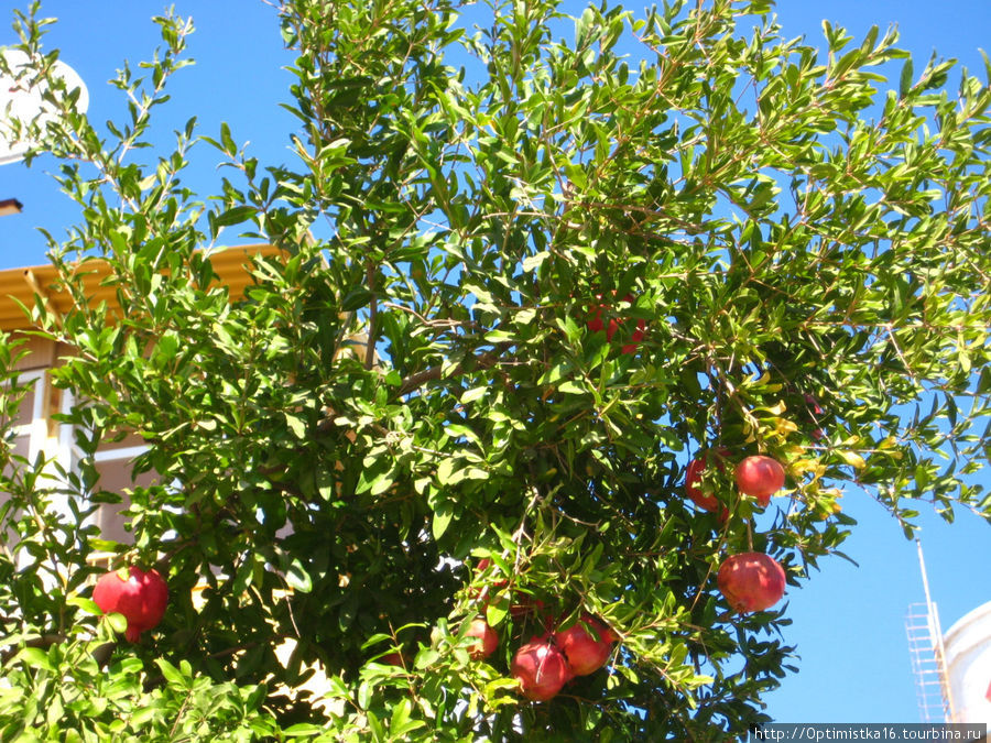 гранат плантации. гранат обыкновенный (сорт 'maxima rubra'). гранат (гранатник) обыкновенный. гранаты на дереве. когда в сочи созревает гранат.