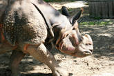 Немного берлинского зоопарка. Немного носорога.