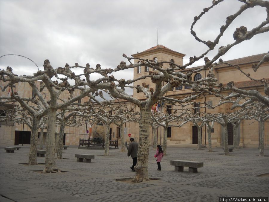 Загадочные деревья Самора, Испания
