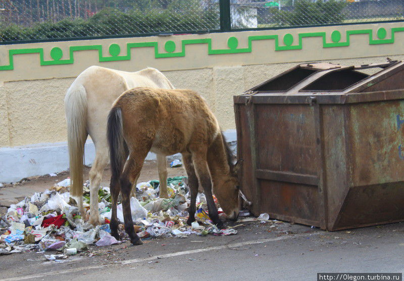 Бродячим лошадкам нужно пропитание, бак с мусором- самое то Индия