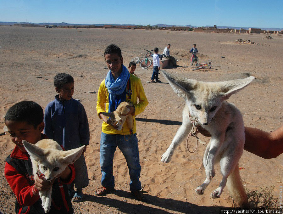 Пустынная лисичка, дети предлагают сфотографироваться с ней Мерзуга, Марокко