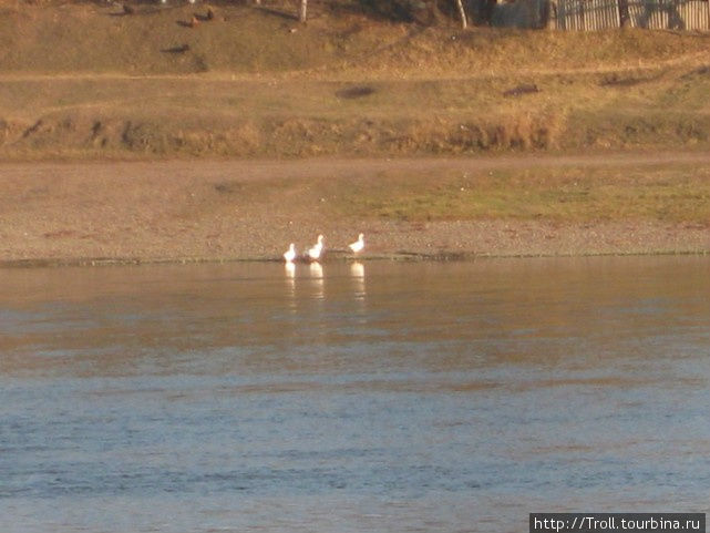 Украинские гуси-лебеди. Похоже, намереваются нарушить границу! Сороки, Молдова