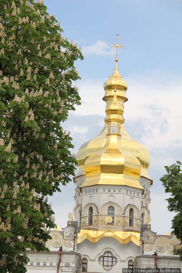 Благоухающий, цветущий Киев Киевская область, Украина