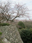 Сакура со стен крепости. Фото сделано рядом с донжоном
