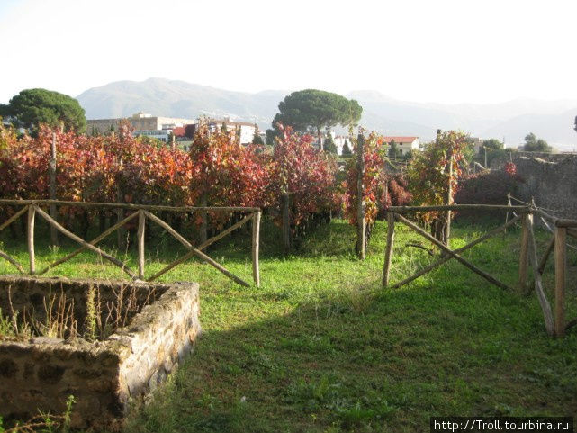 Виноград нынче растят на том же месте, где он тогда рос и по тем же методикам Помпеи, Италия