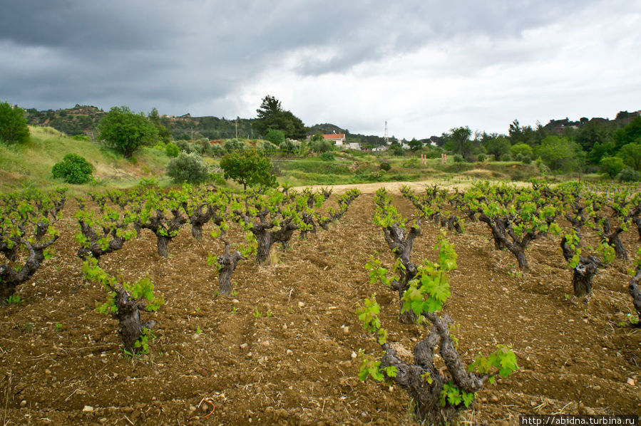 Виноградники на склонах гор Кипр