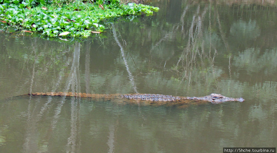 Пока мы проходили по парку, уже несколько крокодилов было в реке, видимо пришло время... Андасибе, Мадагаскар