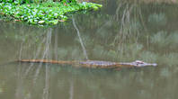 Пока мы проходили по парку, уже несколько крокодилов было в реке, видимо пришло время...
