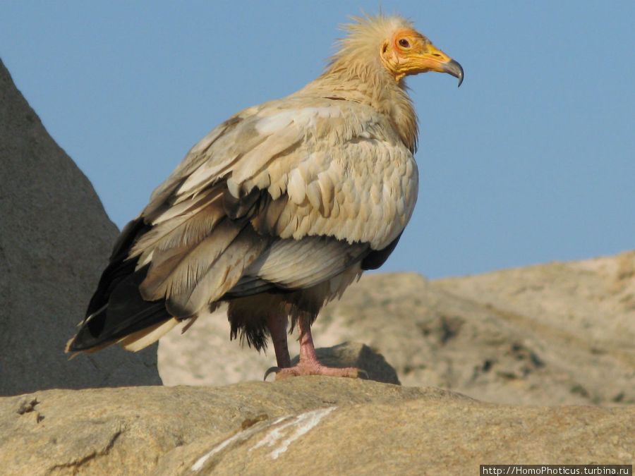 Египетский стервятник Остров Сокотра, Йемен
