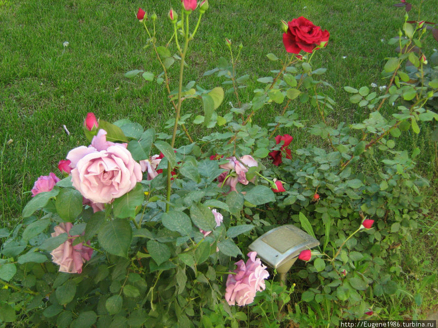 Потрясающие розы =) Шенджин, Албания