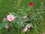 Потрясающие розы =)