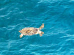 Черепаха в море.