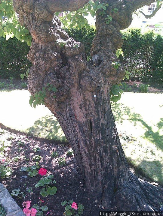 Дерево, знавшее Шекспира Стратфорд-на-Эйвоне, Великобритания