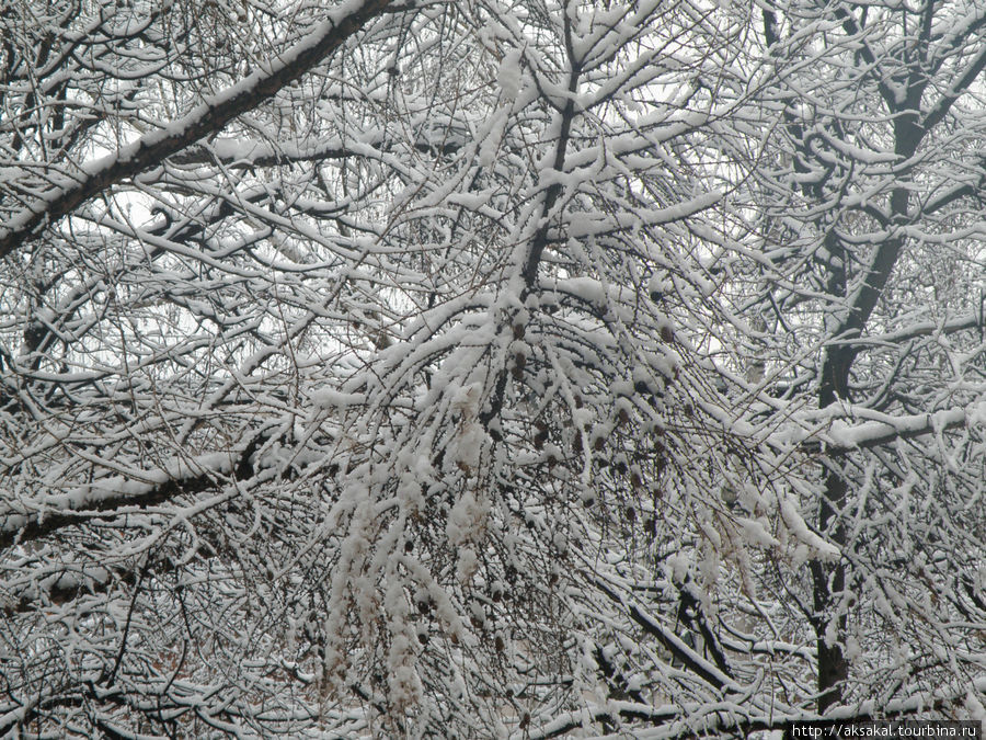 Выпал первый снег...январь 2012г. Москва, Россия