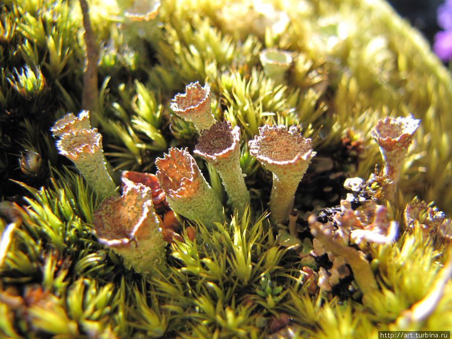 эти грибочки тоже встречаются во мхах Эльбрус (гора 5642м), Россия