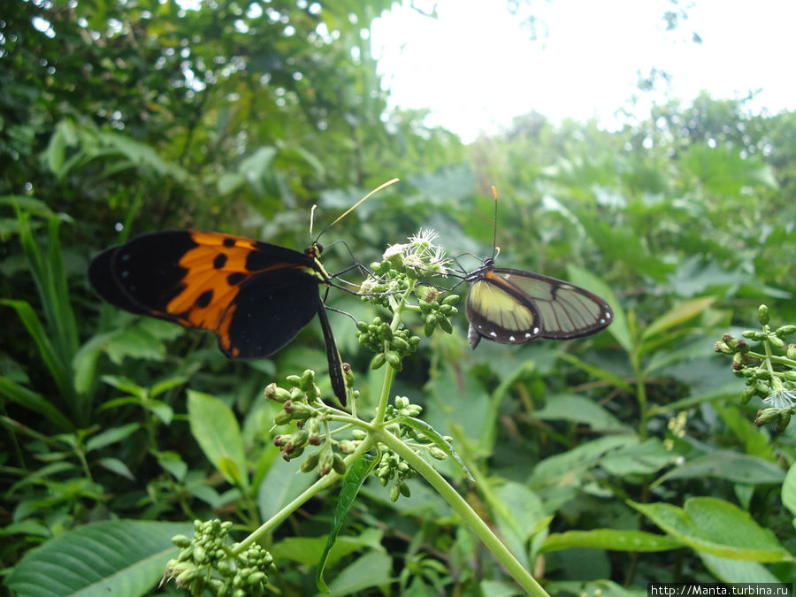 Прозрачная бабочка Сан-Рафаэль (водопад), Эквадор