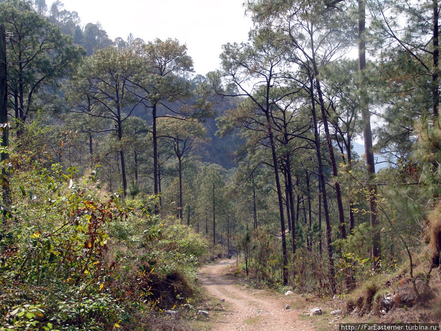 сосновый бор Тансен, Непал