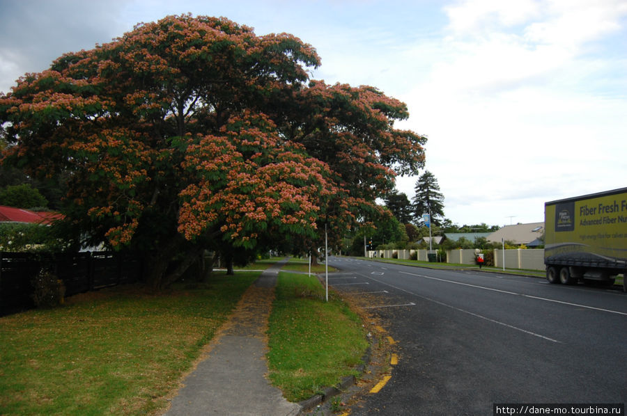 Красивое дерево Керикери, Новая Зеландия
