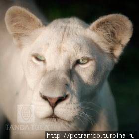Белые львы Тимбавати Национальный парк Крюгер, ЮАР