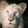 Белые львы Тимбавати