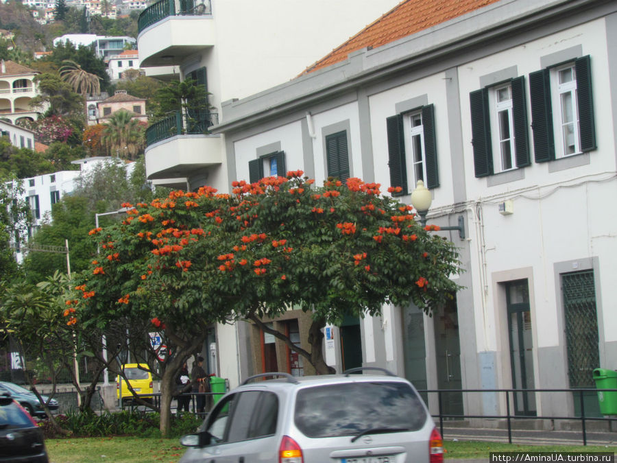 улочка Фуншала, цветет тюльпановое дерево Фуншал, Португалия