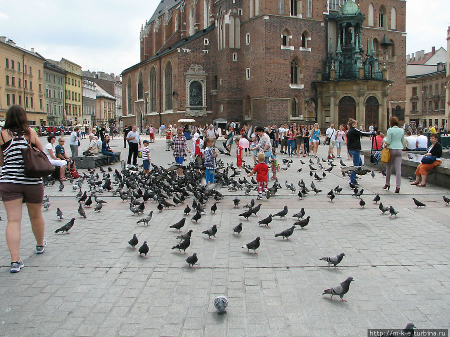 Вездесущие голуби Краков, Польша