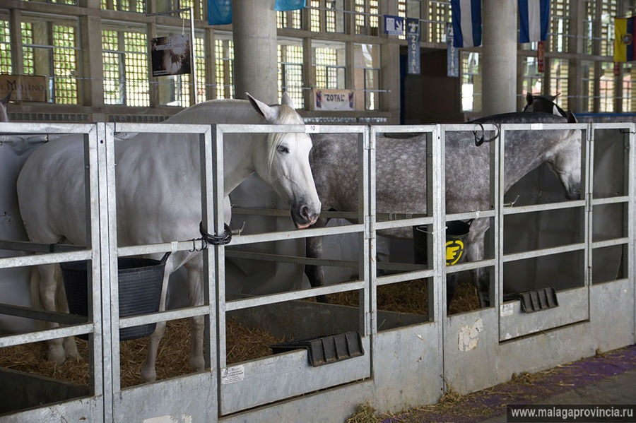 One horse town. Лошадь в городе. Первая лошадь Псков отель.