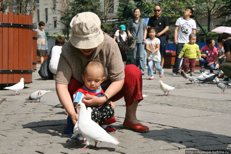У собора можно купить семечек и покормить специально прикормленных голубей. В основном этим развлекаются дети. Харбин, Китай