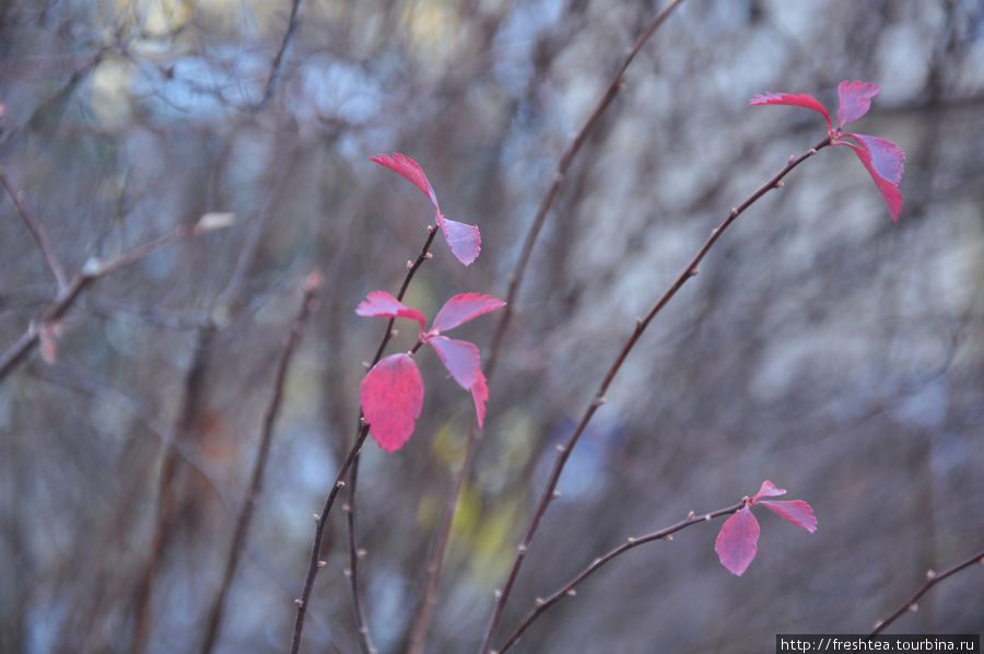 Повернешься влево — изящный куст снежноягодника кокетливо покачивает пурпурно-лиловыми листочками на гибких ветвях. Что ему снег? Так, мимолетный груз времени. Стряхнет при первой же возможности — и снова ажурный силуэт. Пьештяны, Словакия