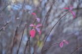 Повернешься влево — изящный куст снежноягодника кокетливо покачивает пурпурно-лиловыми листочками на гибких ветвях. Что ему снег? Так, мимолетный груз времени. Стряхнет при первой же возможности — и снова ажурный силуэт.