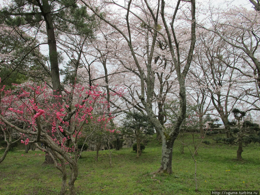 А это японская слива умэ. Во многих местах уже отцвела, а здесь задержалась с цветением Хиконэ, Япония
