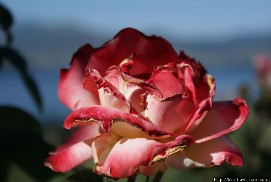 Прекрасная роза — королева цветов Греция