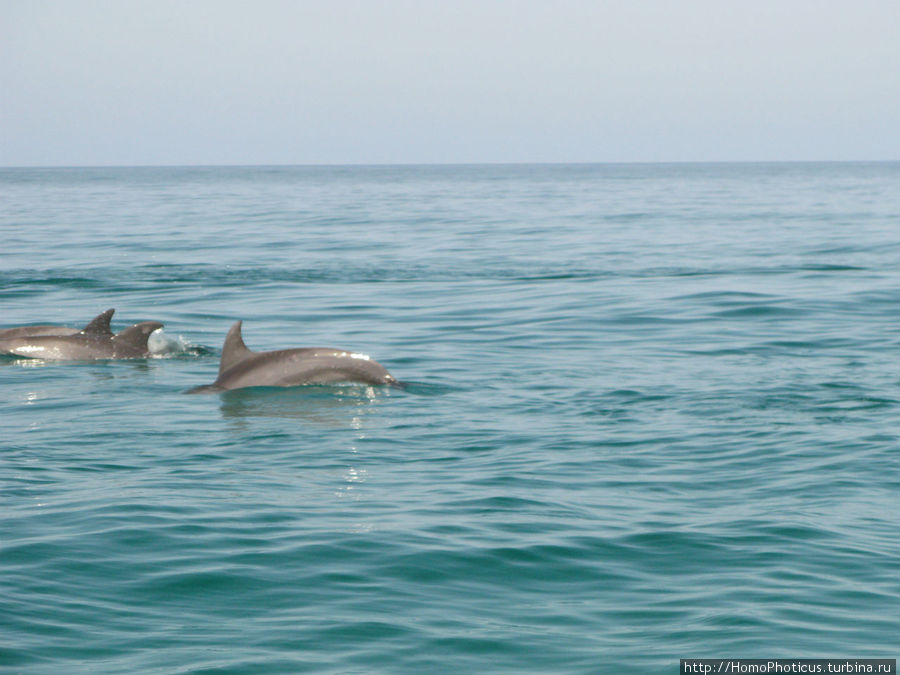Бухта Шуаб,дельфины Остров Сокотра, Йемен