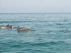 Бухта Шуаб,дельфины