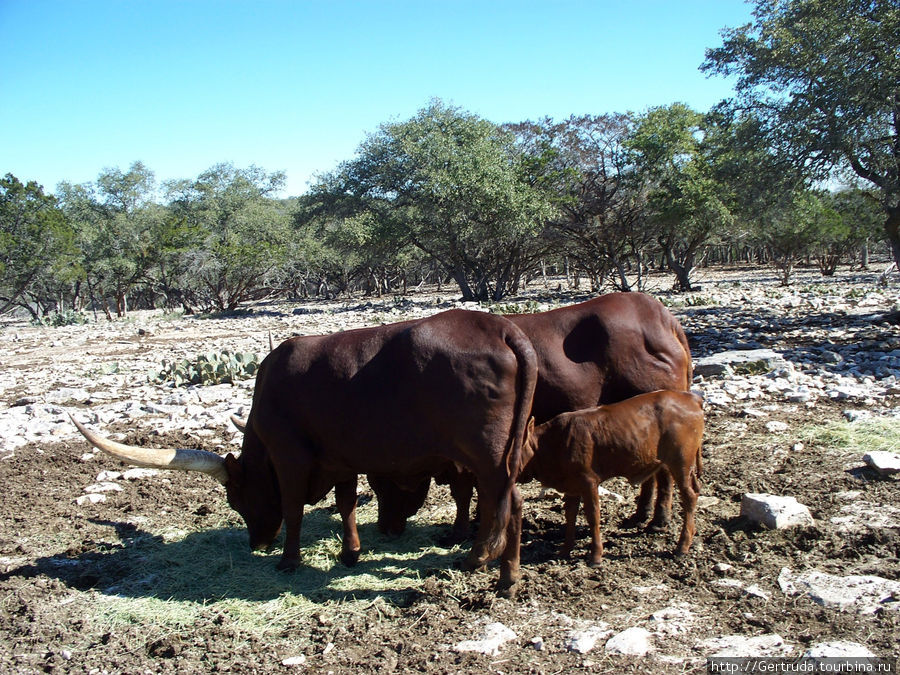 Семейство буйволов. Сан-Антонио, CША