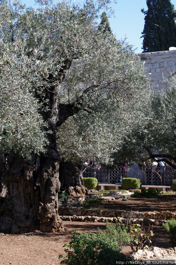 Гефсиманский сад. Здесь растут восемь очень древних олив, возраст которых, по некоторым данным, превышает 2000 лет. Иерусалим, Израиль