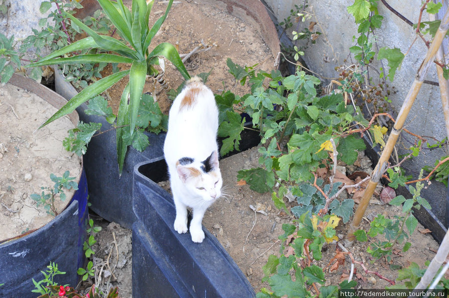Коты в греческих интерьерах Корфу, остров Корфу, Греция