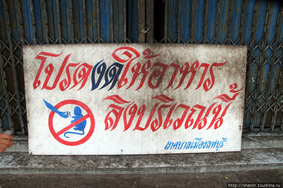 Обезьяны Лоп-Бури, Таиланд