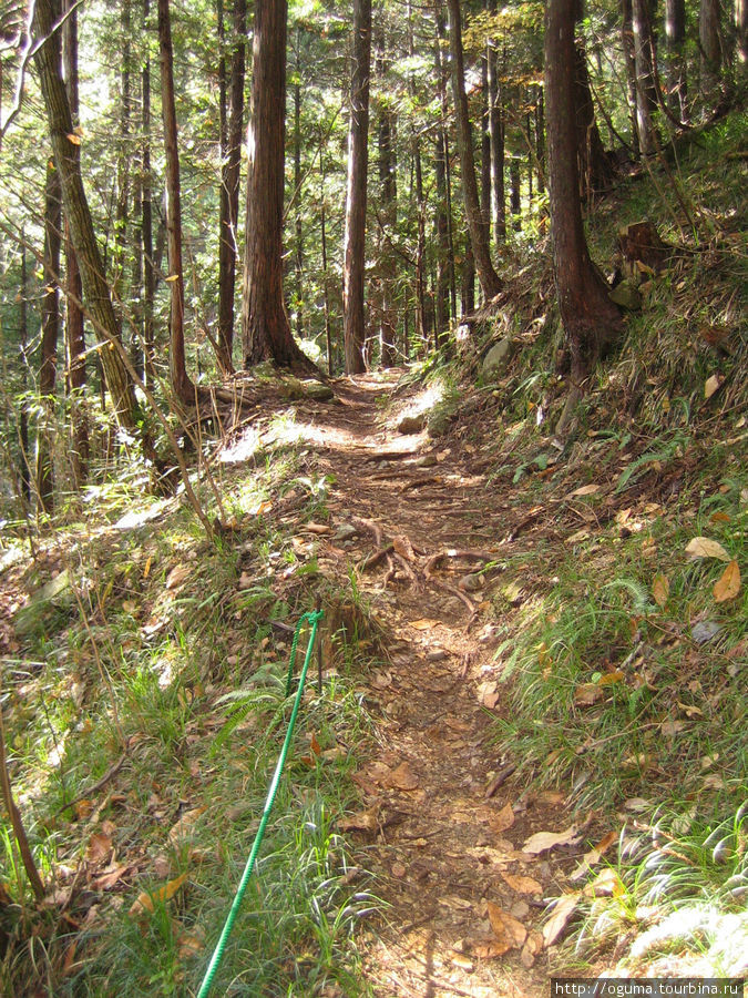 Такие вот тропы в лесу Префектура Нагано, Япония