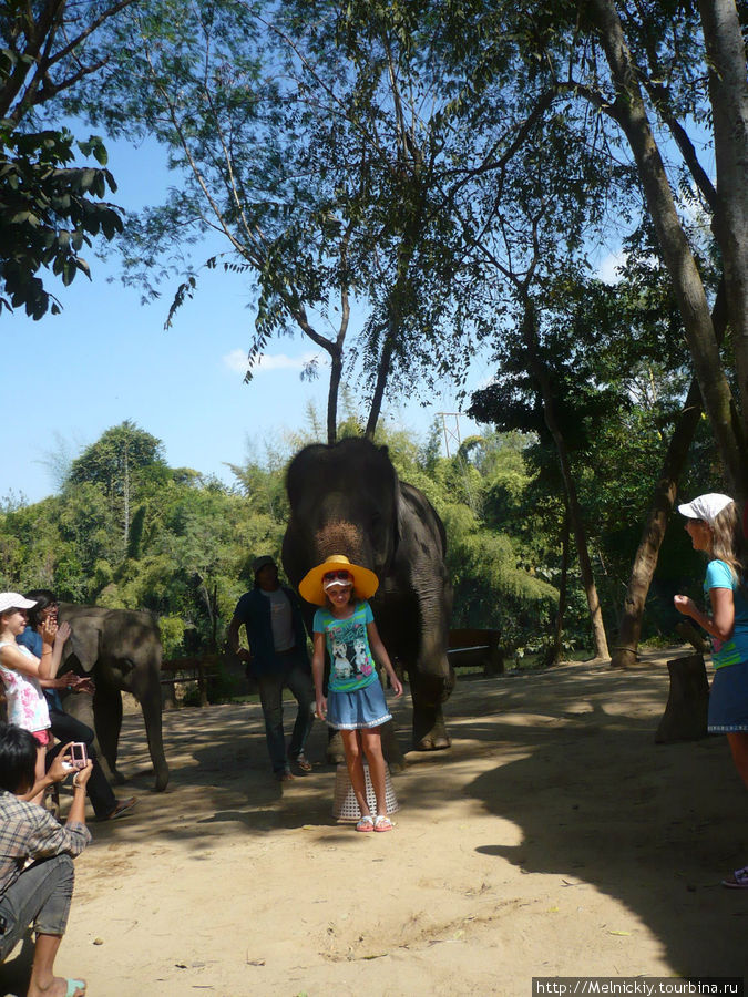Прогулка на слонах и слоновье шоу Канчанабури, Таиланд