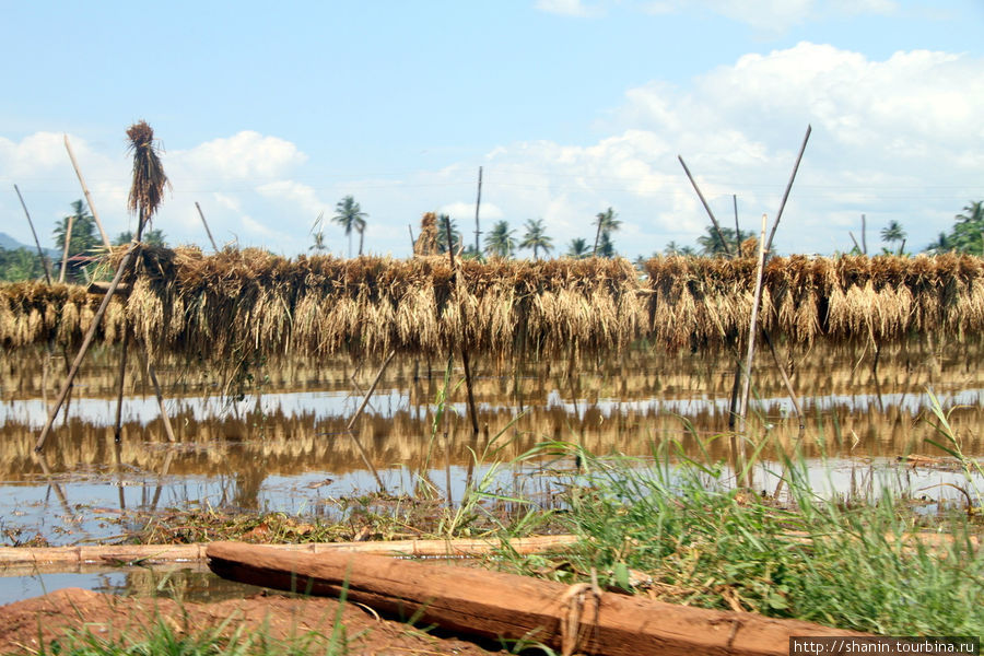 Рисоводы на озере Инле Ньяунг-Шве, Мьянма