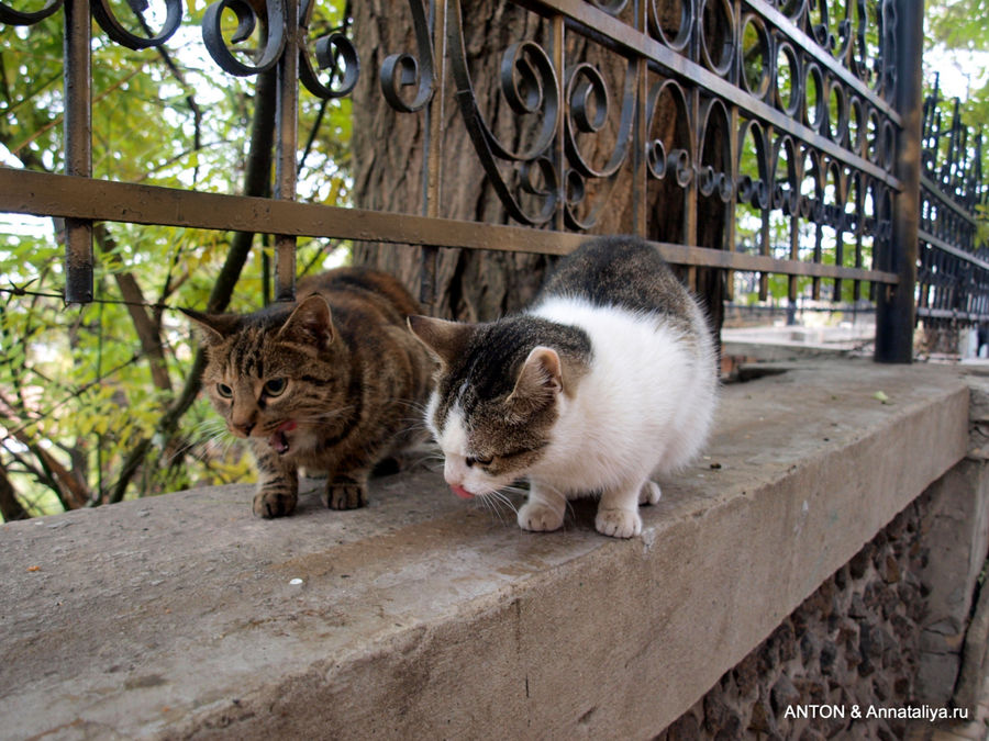 Дворики, кошки и коммунальный колорит Одесса, Украина