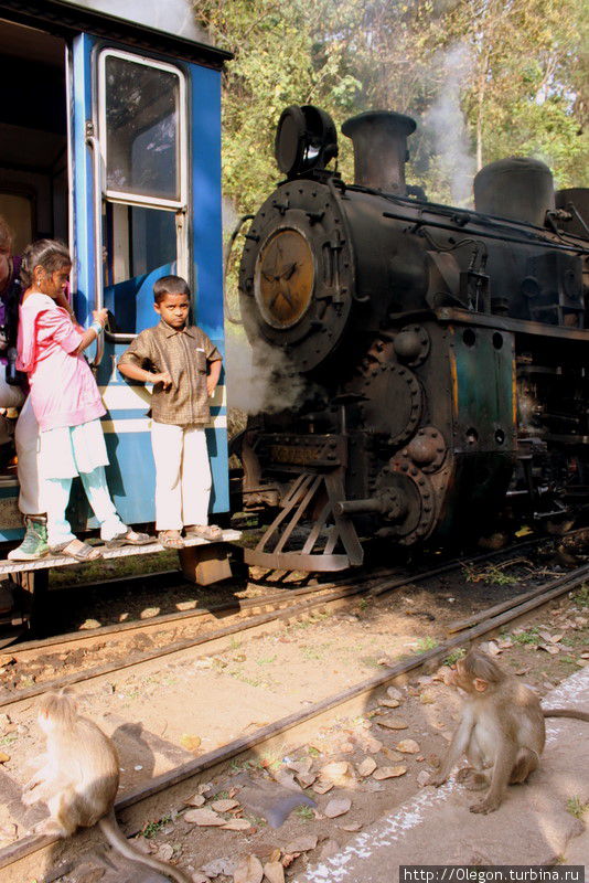 Паровоз встречают обезьянки Ути, Индия